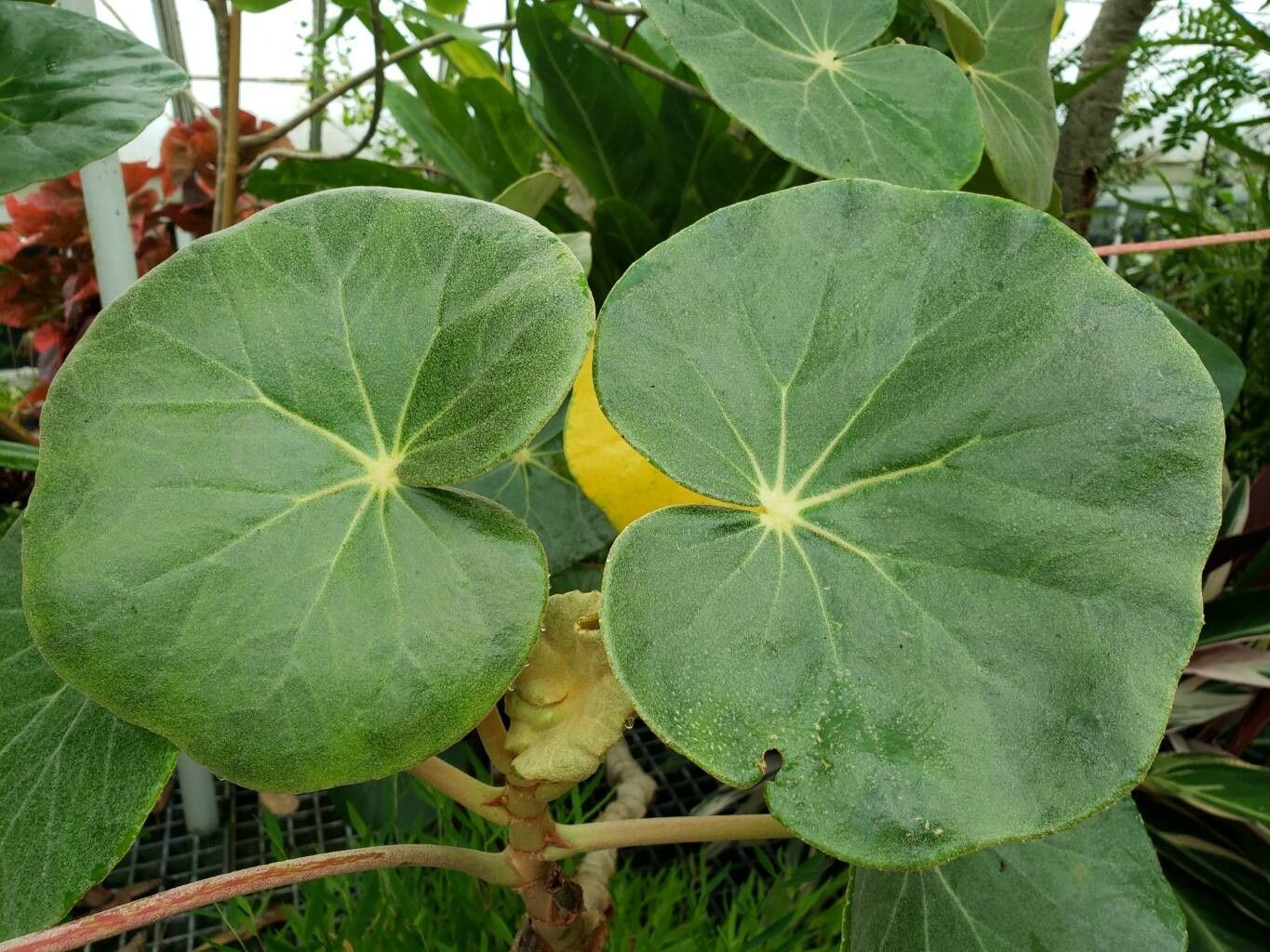 Begonia pernambucensis — houseplant care guide