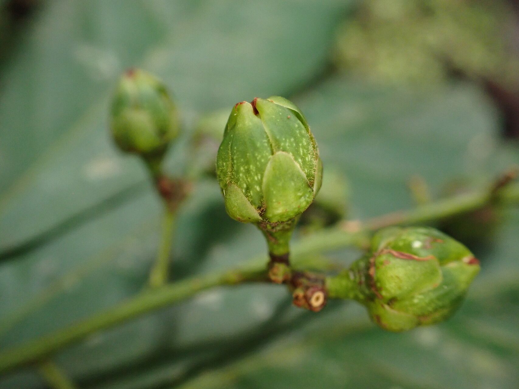 Rinorea welwitschii flower