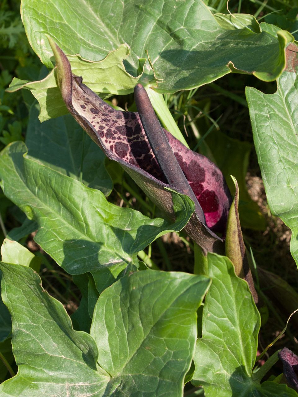 Arum dioscoridis flower
