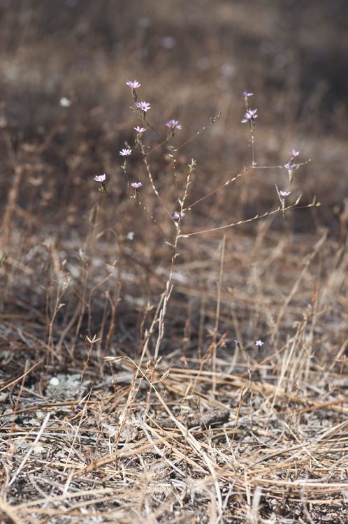 Lessingia nemaclada habit