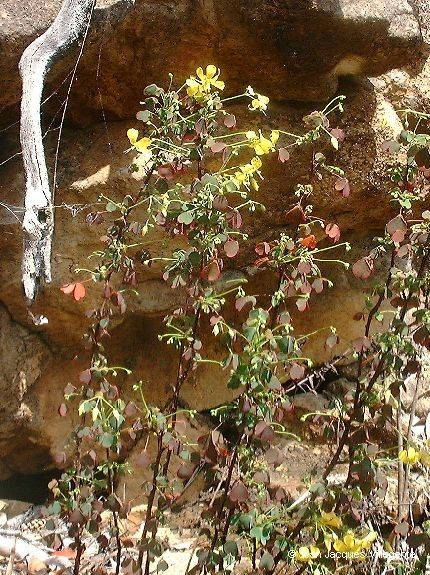 Oxalis balansae — houseplant care guide