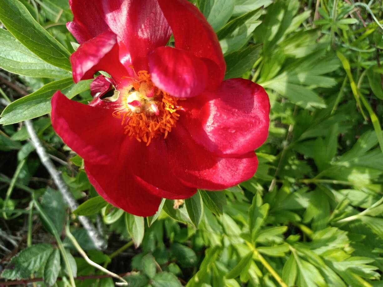 Paeonia saueri flower