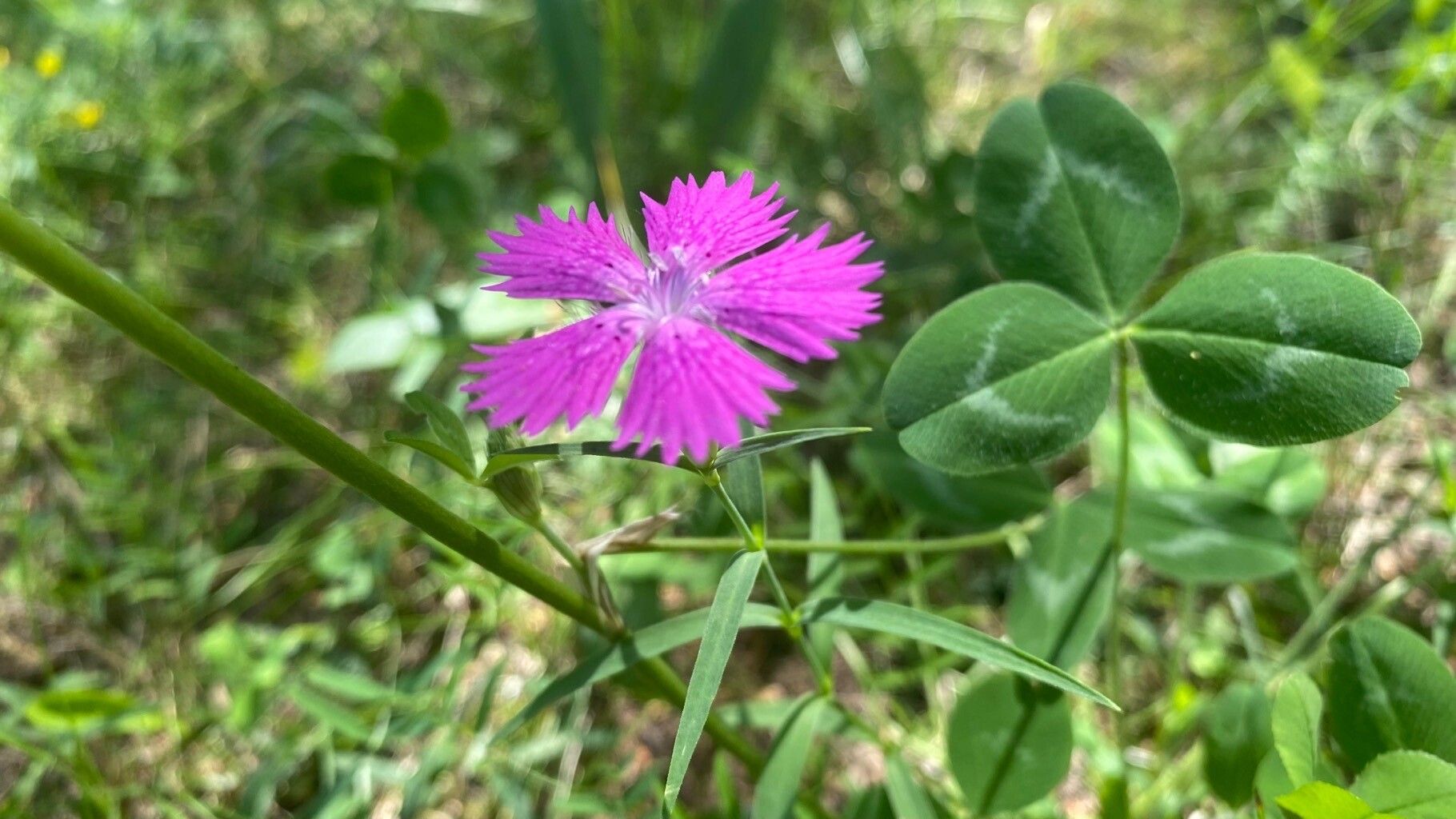 Dianthus campestris — houseplant care guide