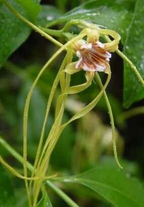 Strophanthus divaricatus flower