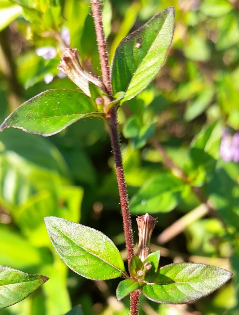 Cuphea tuberosa — search result for 'Cuphea'