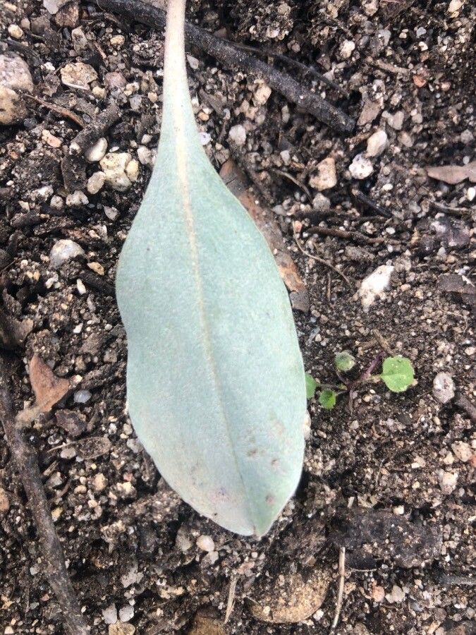 Pardoglossum cheirifolium — search result for 'Boraginaceae'