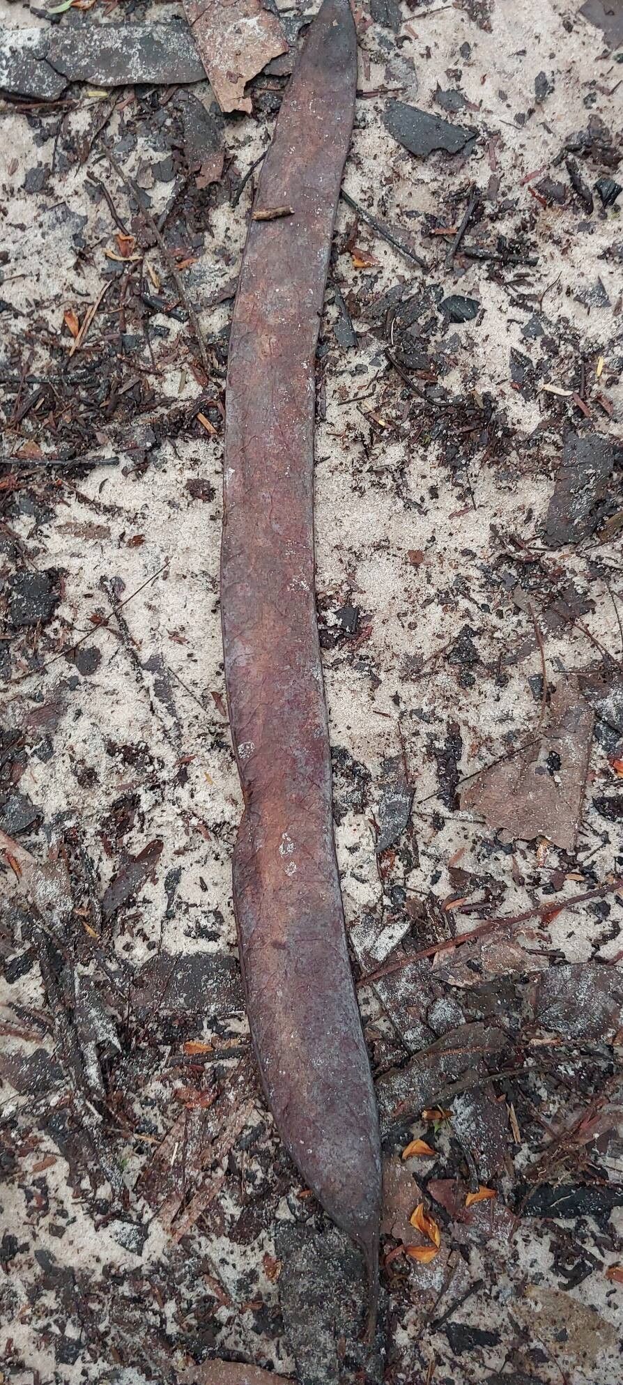 Newtonia leucocarpa fruit