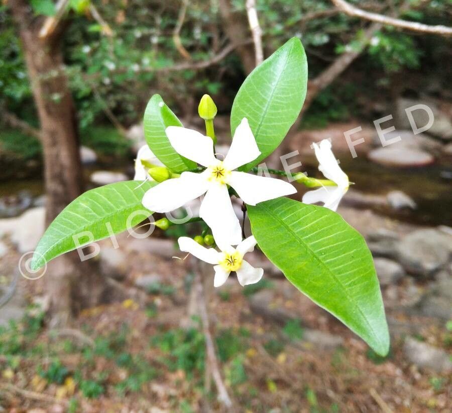 Tabernaemontana amygdalifolia flower