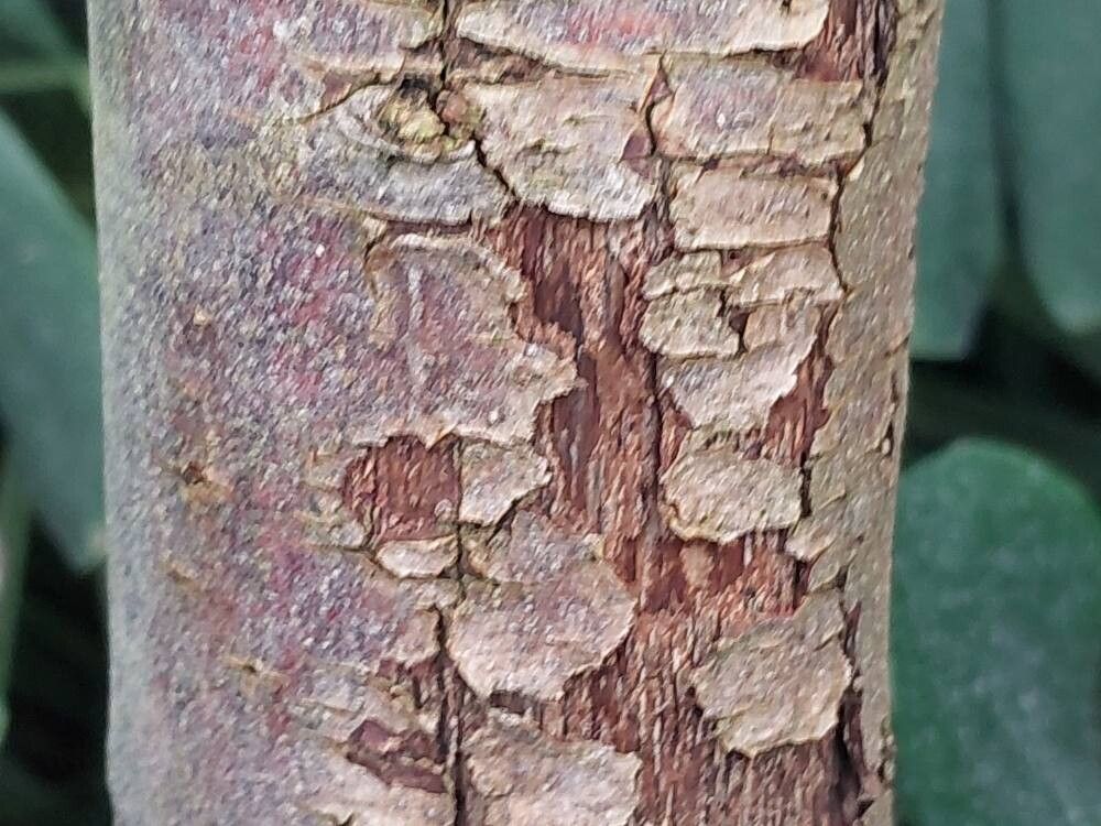 Piper crocatum bark