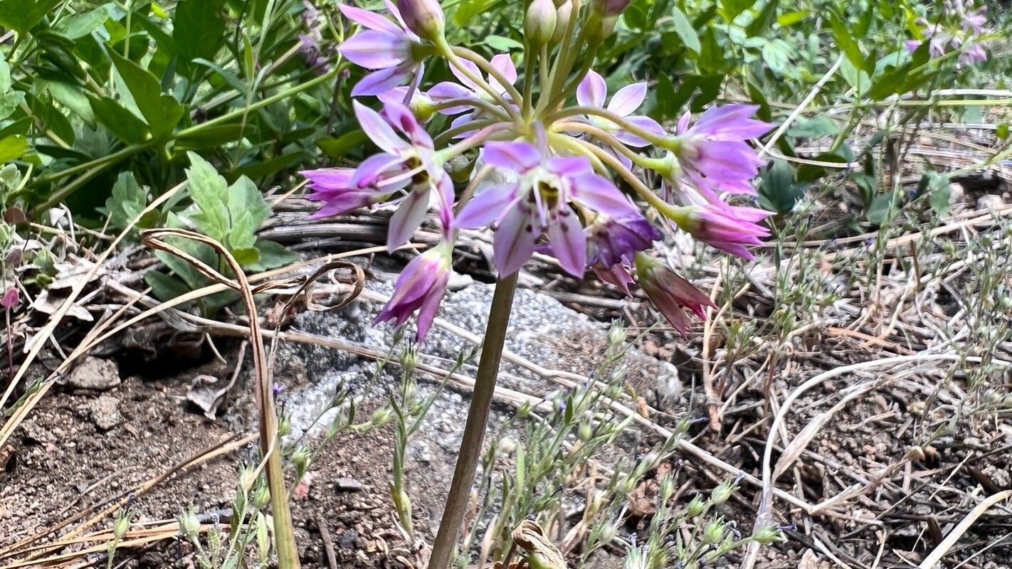 Allium campanulatum flower