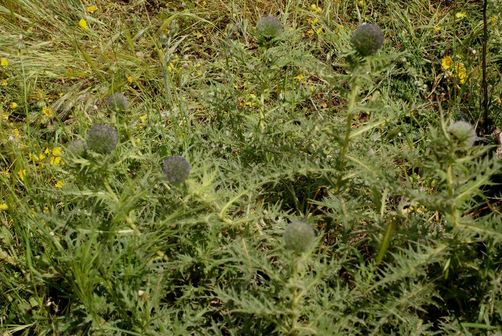Echinops fontqueri habit