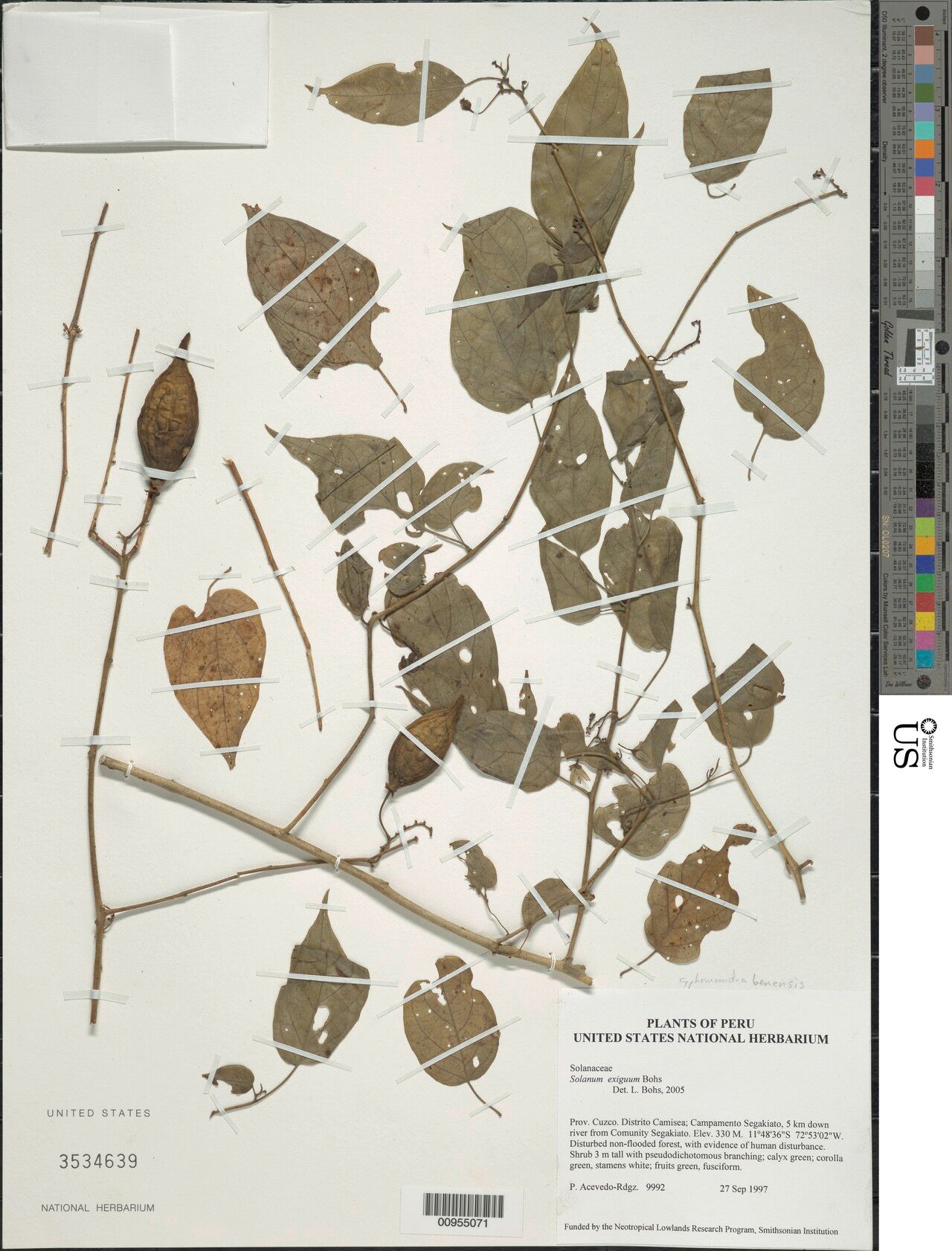 Solanum exiguum — houseplant care guide
