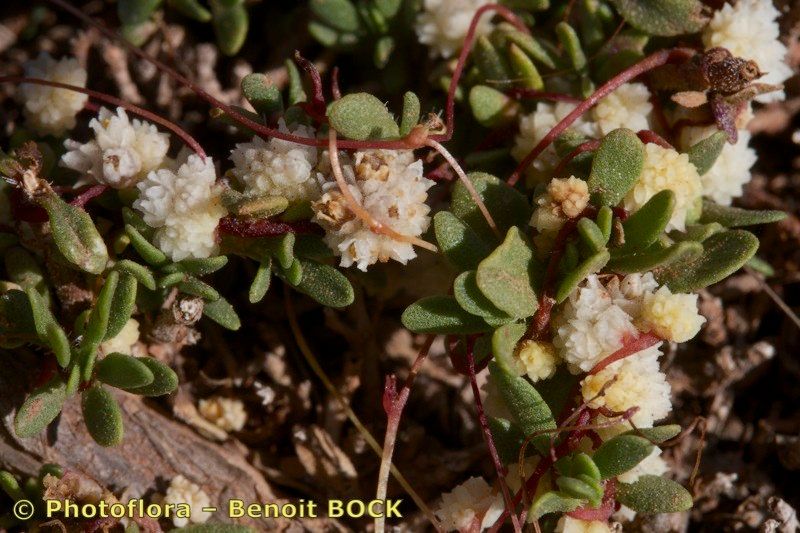 Cuscuta nivea — search result for 'Cuscuta'