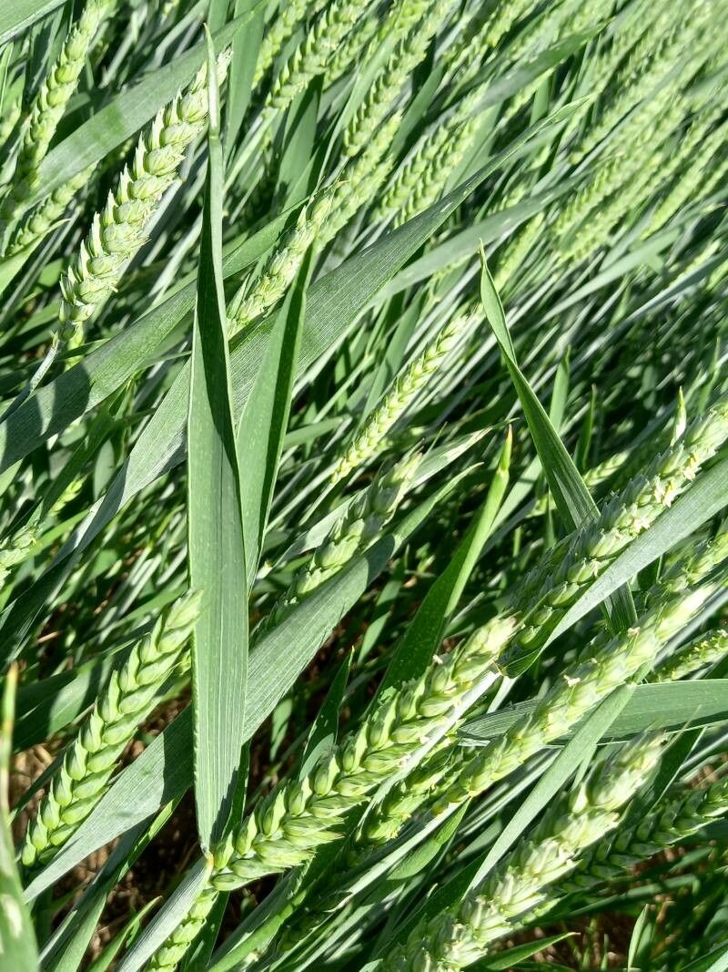 Triticum aestivum leaf