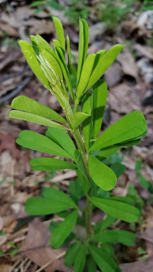 Baptisia tinctoria leaf