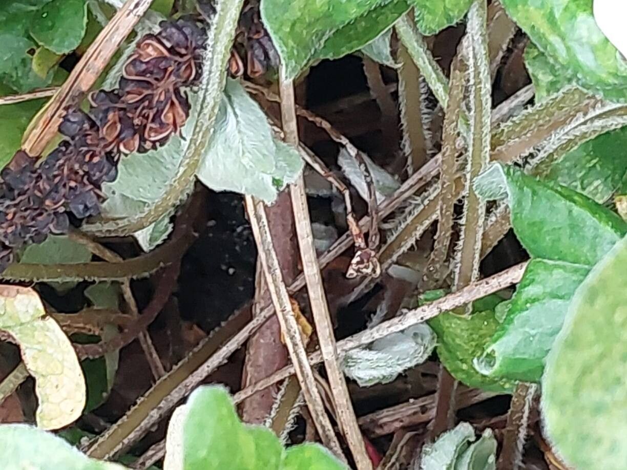 Oxalis griffithii bark