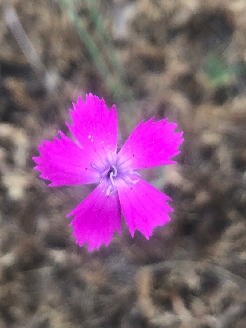 Dianthus legionensis flower
