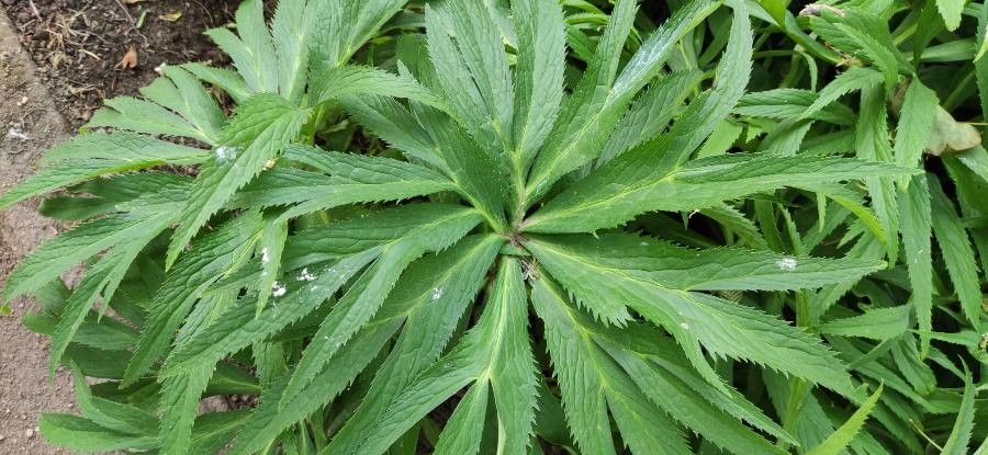 Helleborus purpurascens leaf