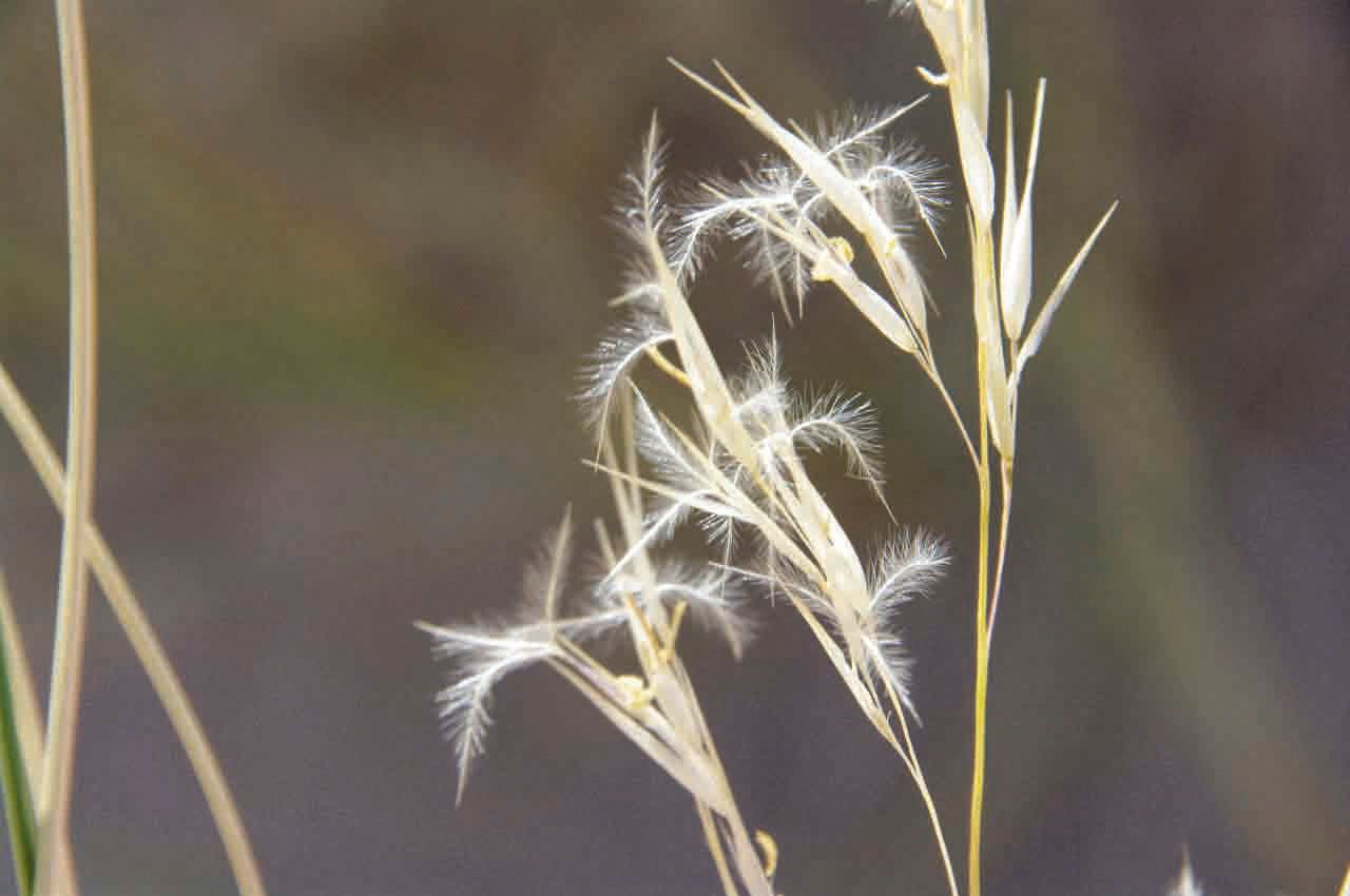 Stipagrostis vulnerans — houseplant care guide