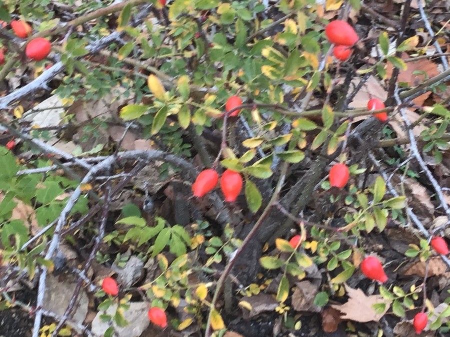 Rosa sicula — houseplant care guide