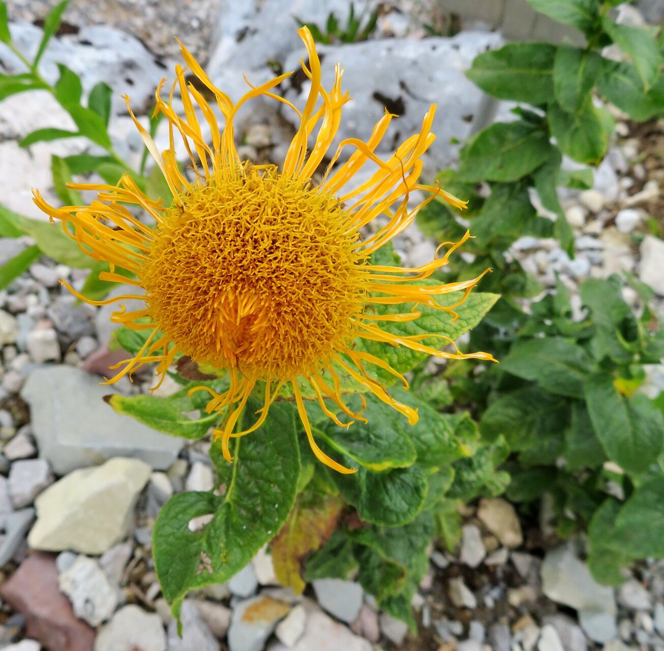 Pentanema orientale flower