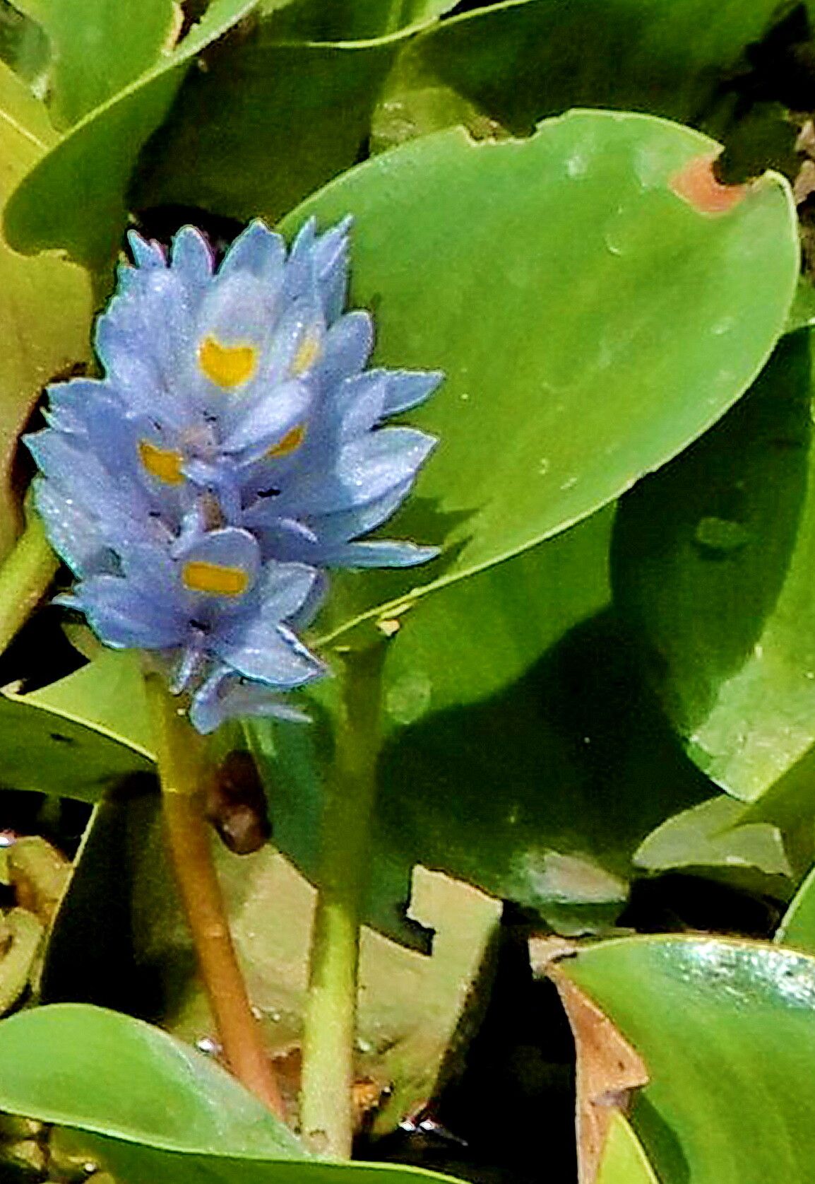 Pontederia vaginalis flower