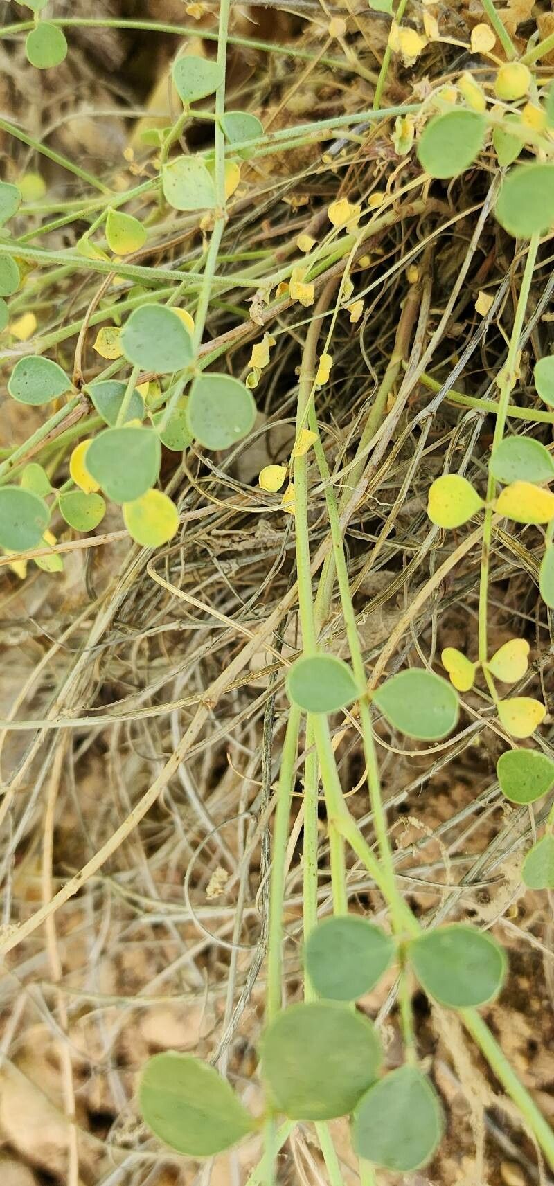 Hedysarum maitlandianum bark