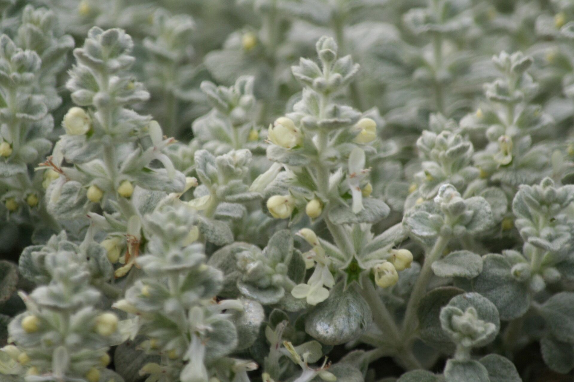 Stachys candida flower