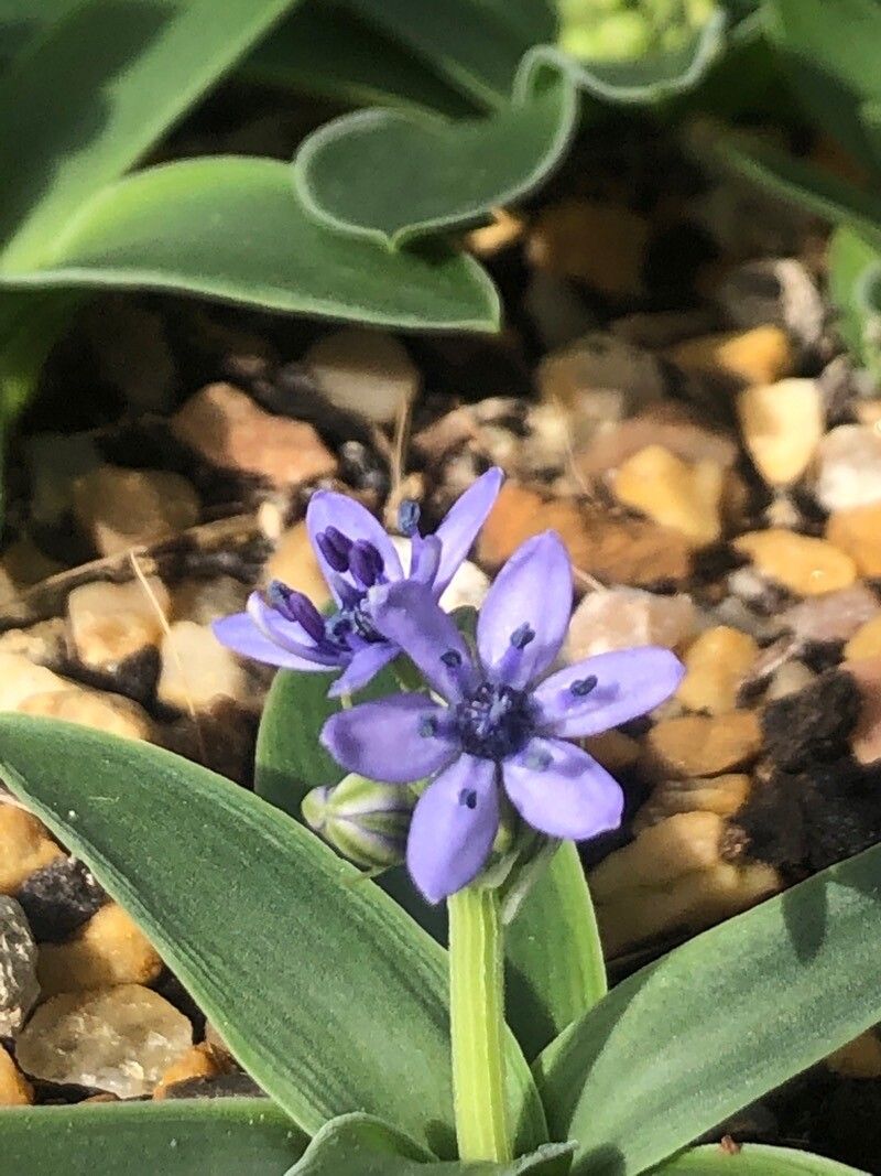 Hyacinthoides lingulata flower