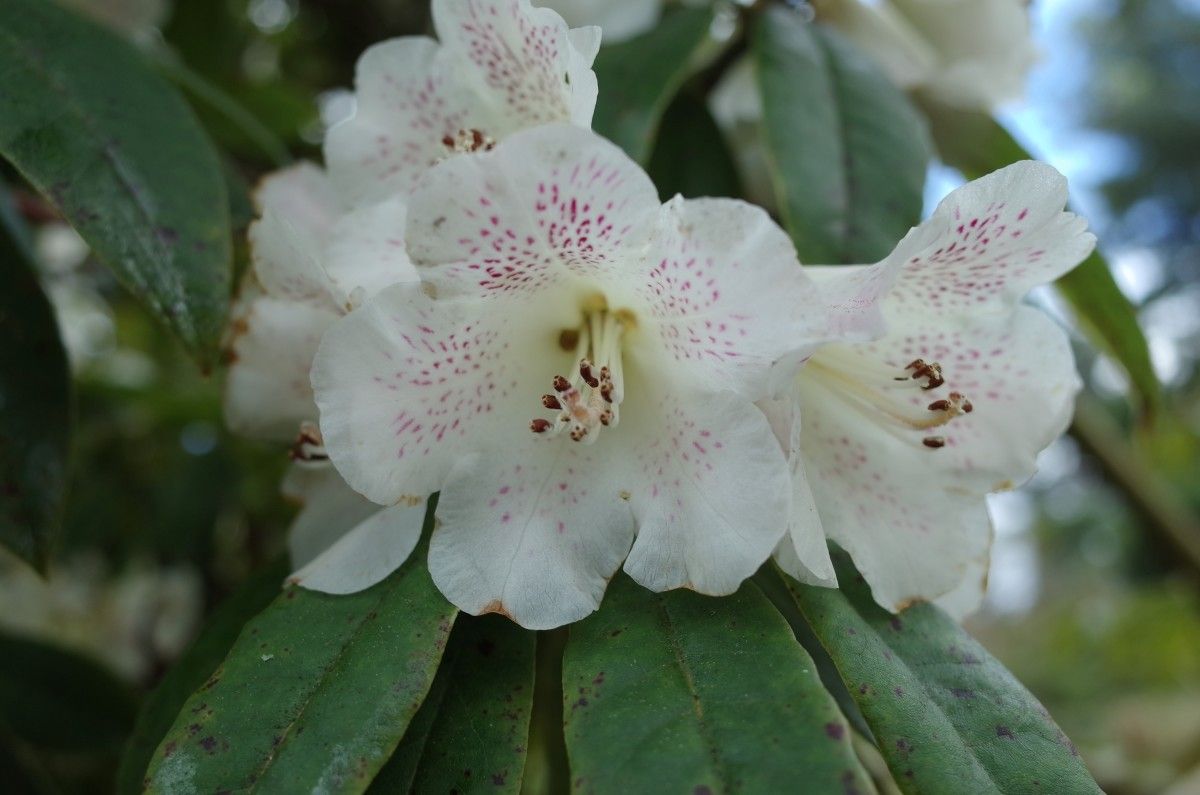 Rhododendron irroratum flower