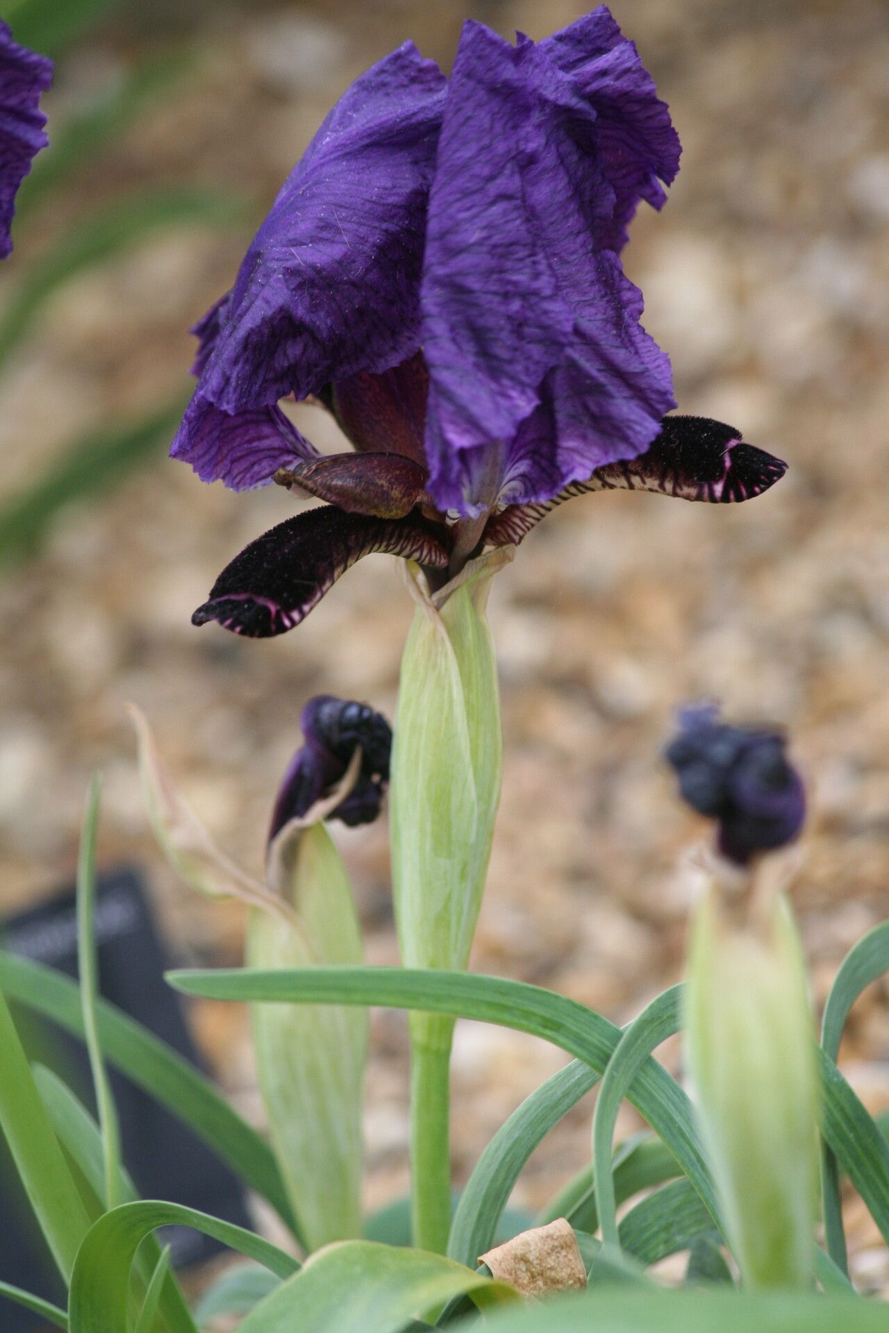 Iris paradoxa flower