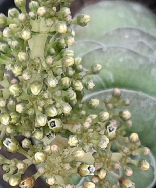Crassula hemisphaerica flower