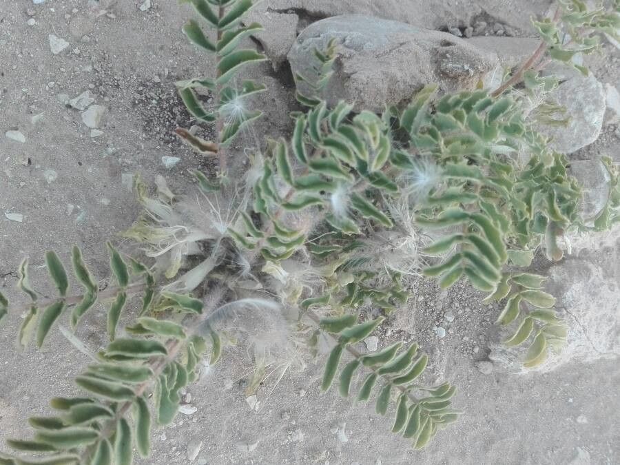 Astragalus caprinus — houseplant care guide