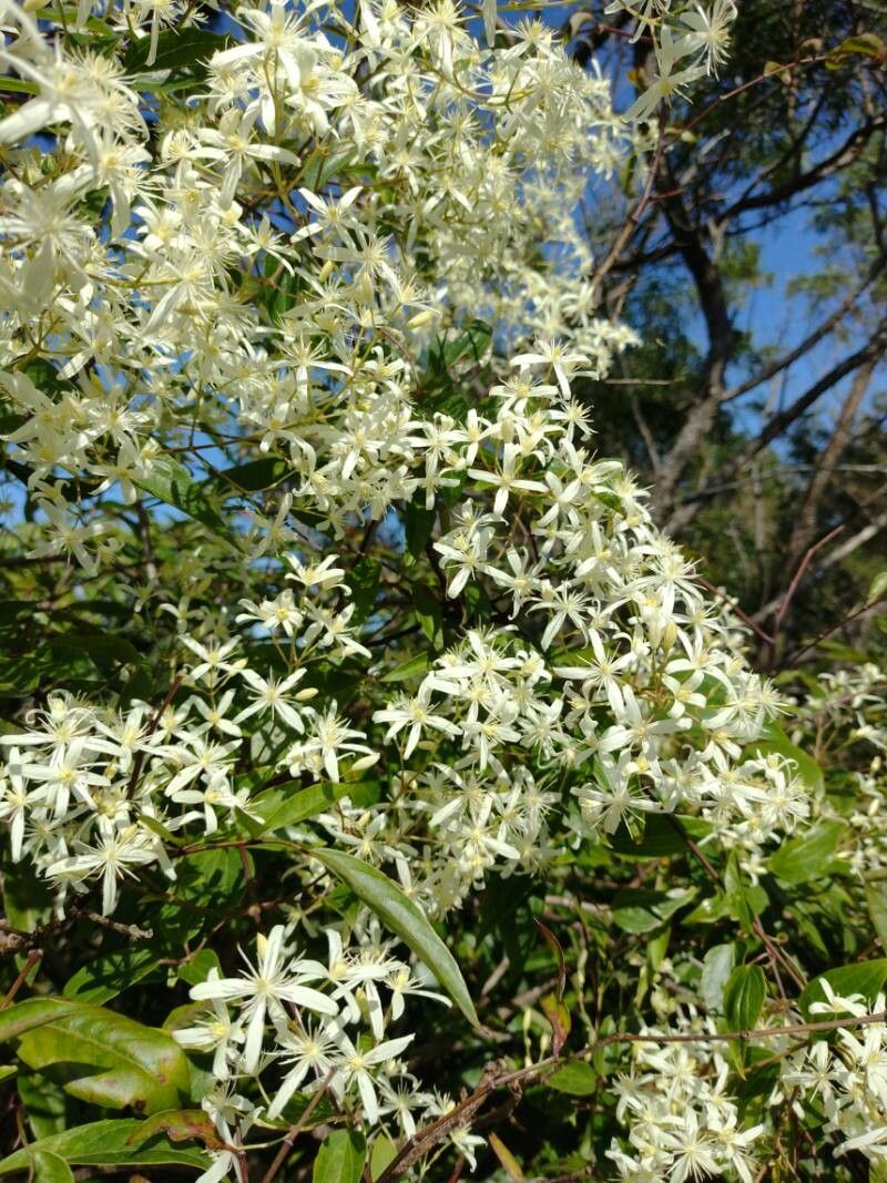 Clematis glycinoides habit