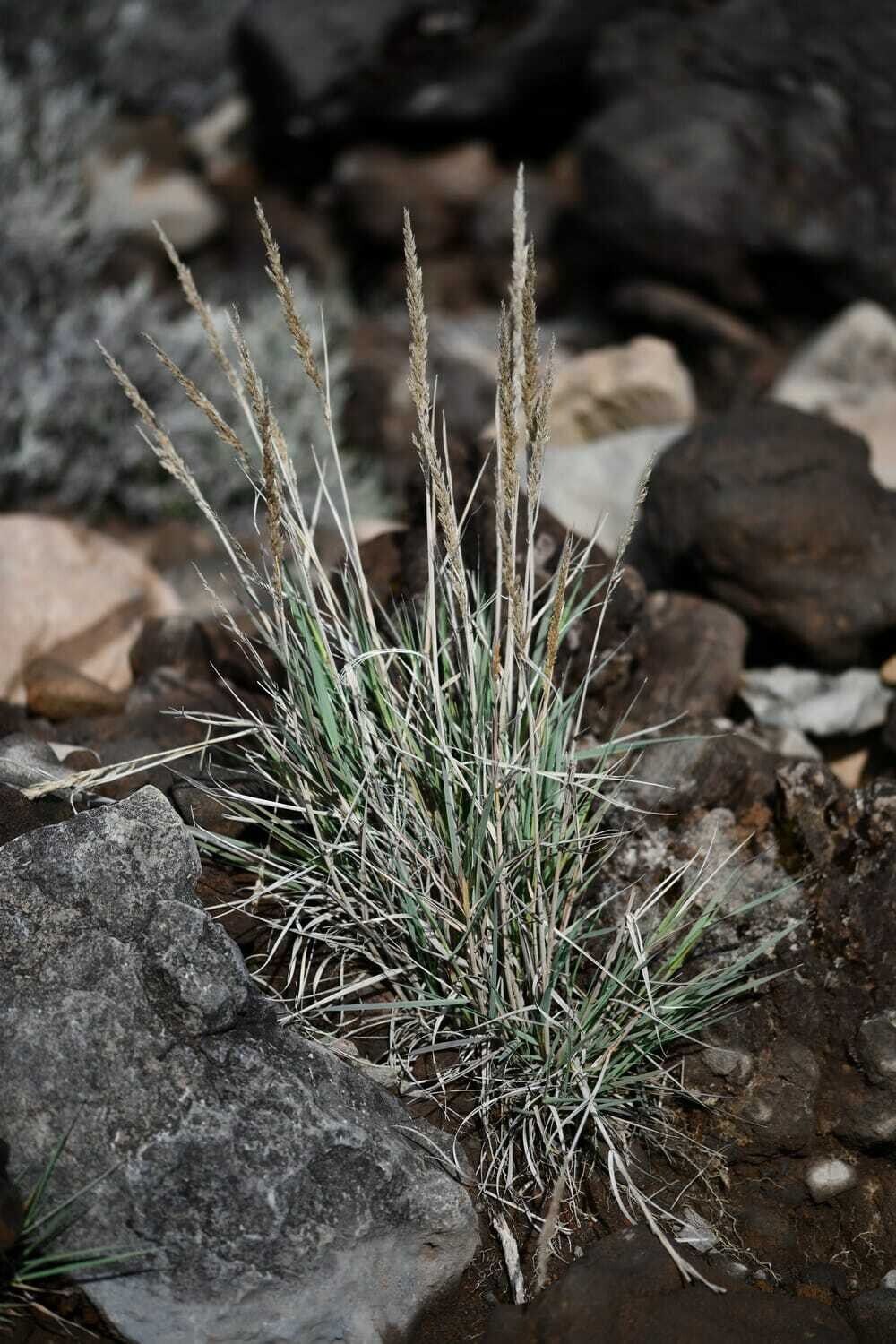 Agrostis salaziensis — search result for 'Agrostis'