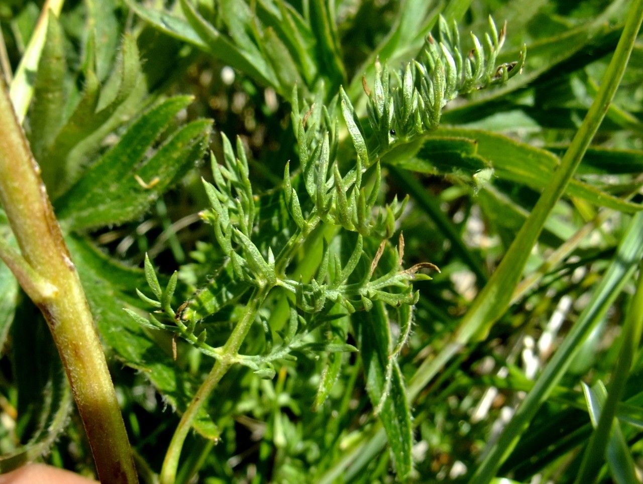 Artemisia atrata leaf