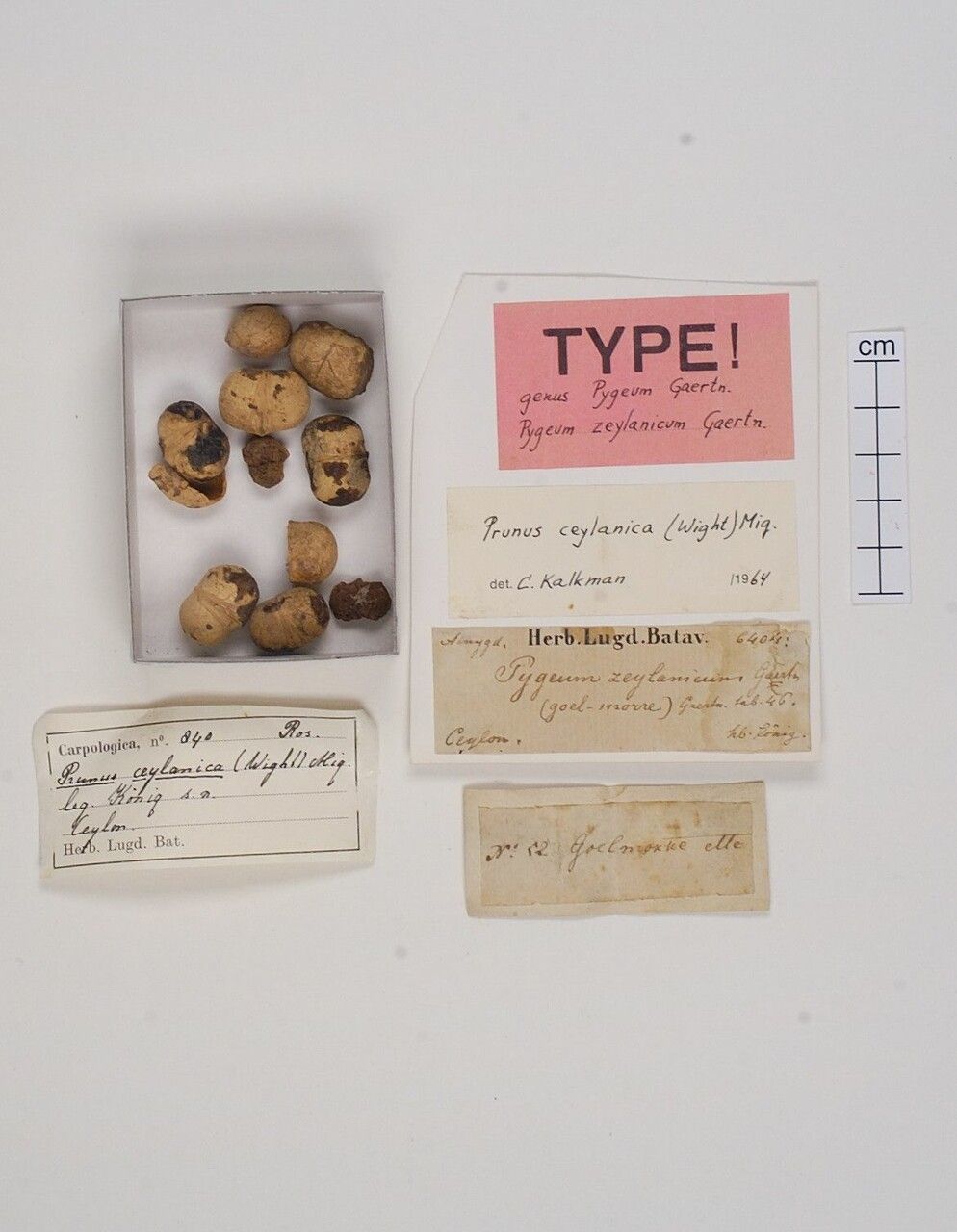 Prunus walkeri other