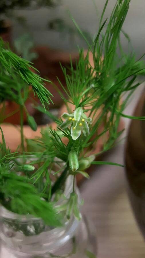 Asparagus tenuifolius flower