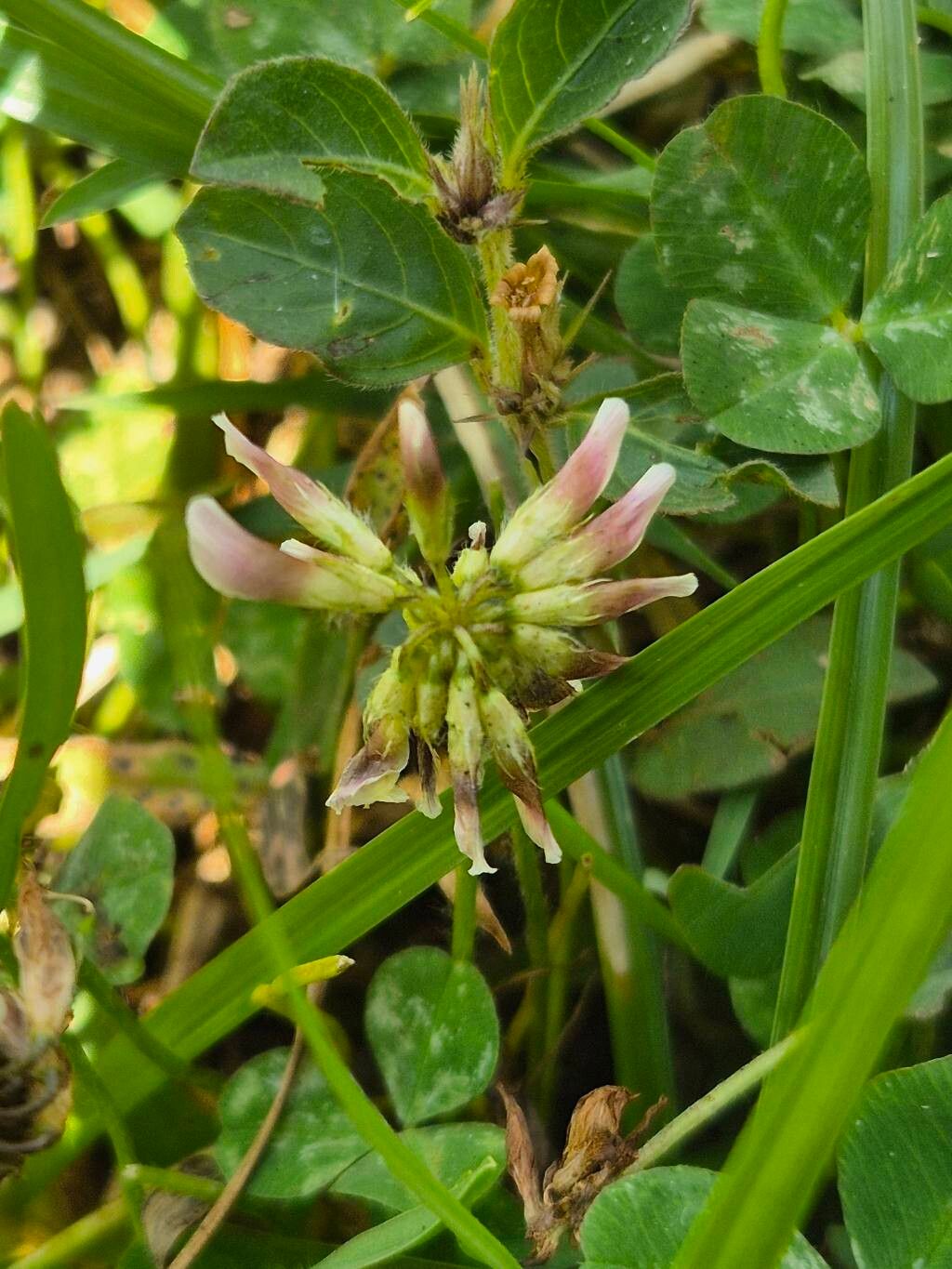 Trifolium elgonense flower