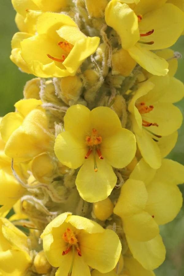Verbascum longifolium flower