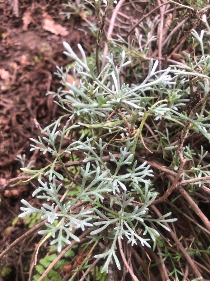 Rhodanthemum hosmariense — related species from the same genus