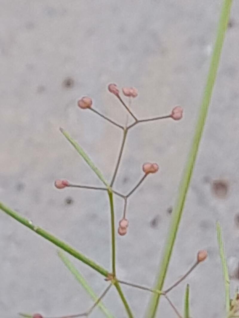 Galium setaceum fruit
