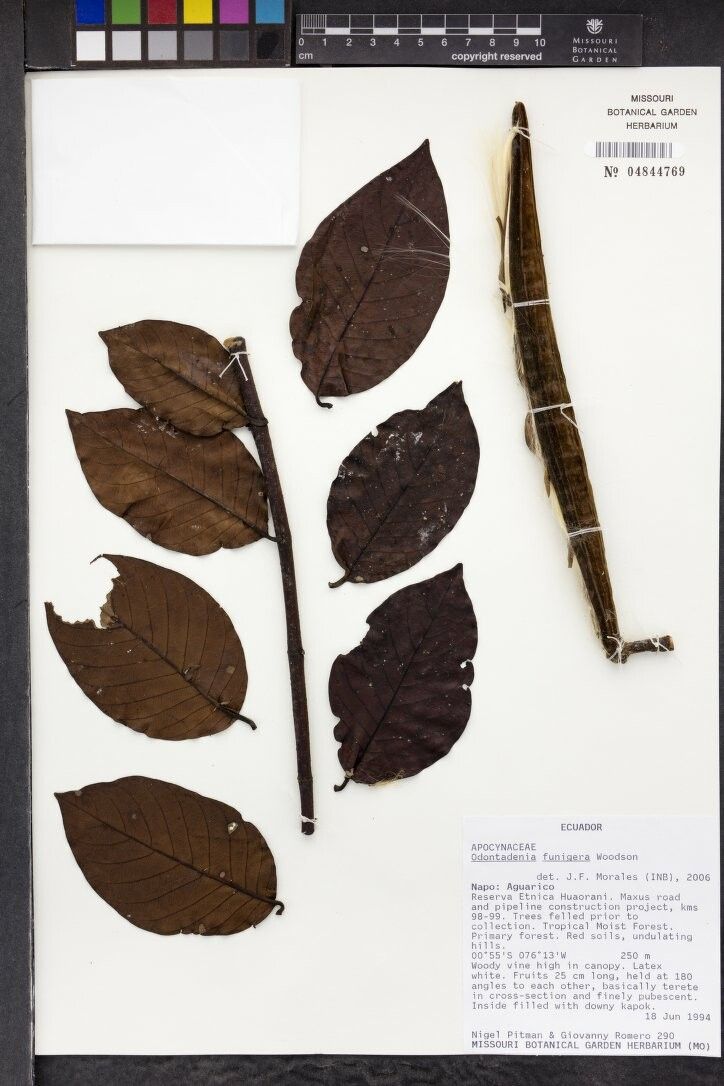 Odontadenia funigera — related species from the same genus