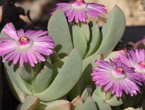 Oscularia steenbergensis — related species from the same genus