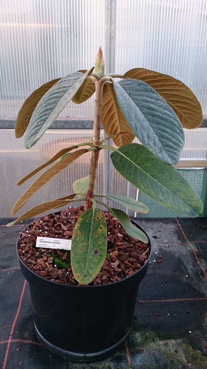 Rhododendron decipiens — houseplant care guide