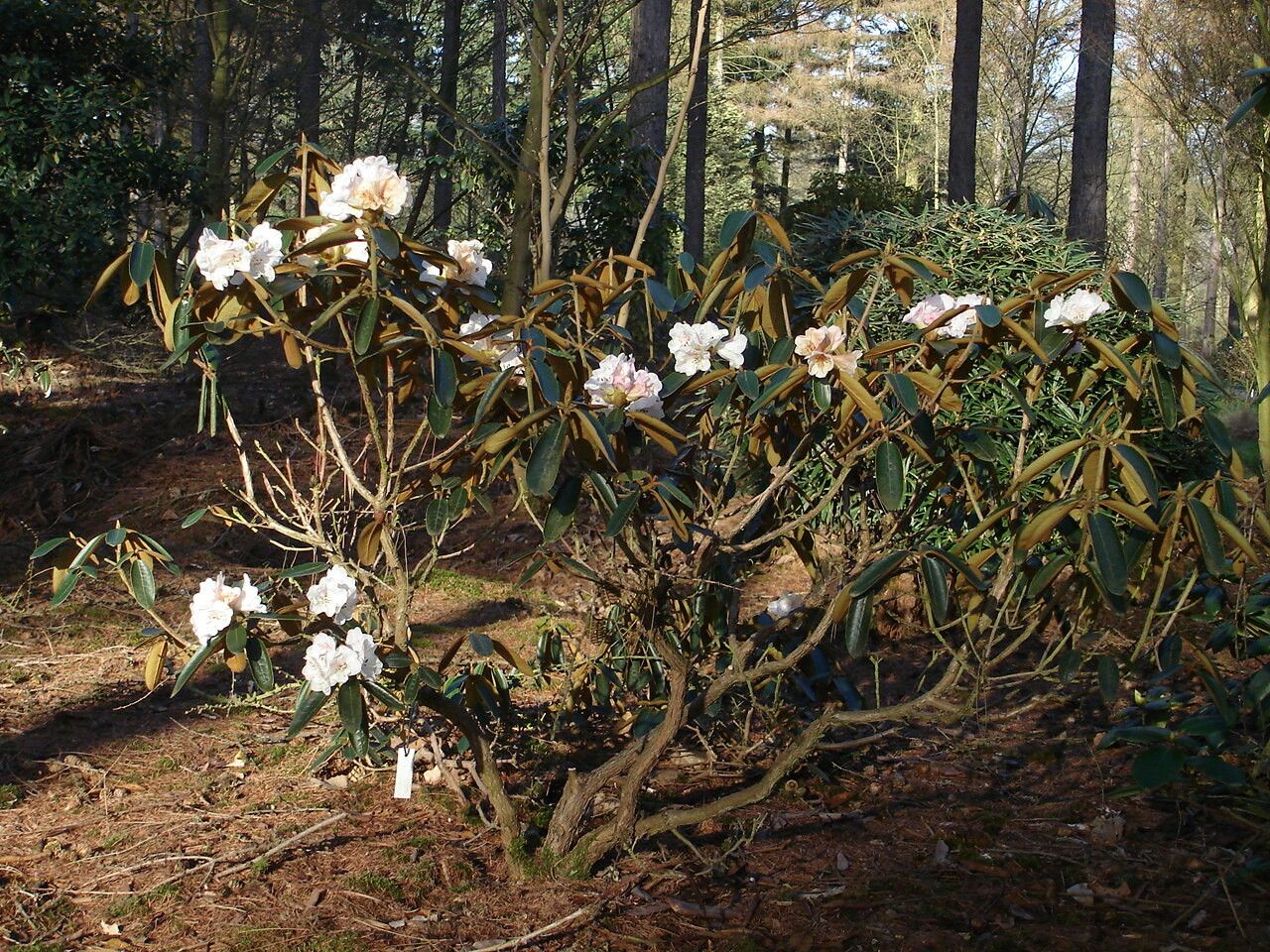 Rhododendron lanatum habit