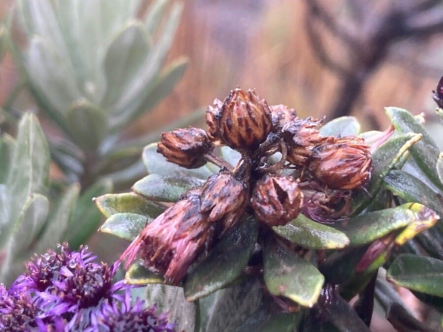 Diplostephium schultzii fruit