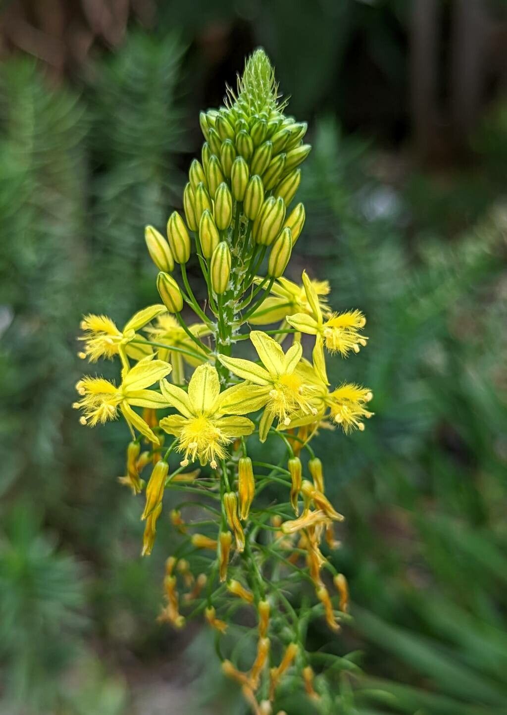 Bulbine asphodeloides flower