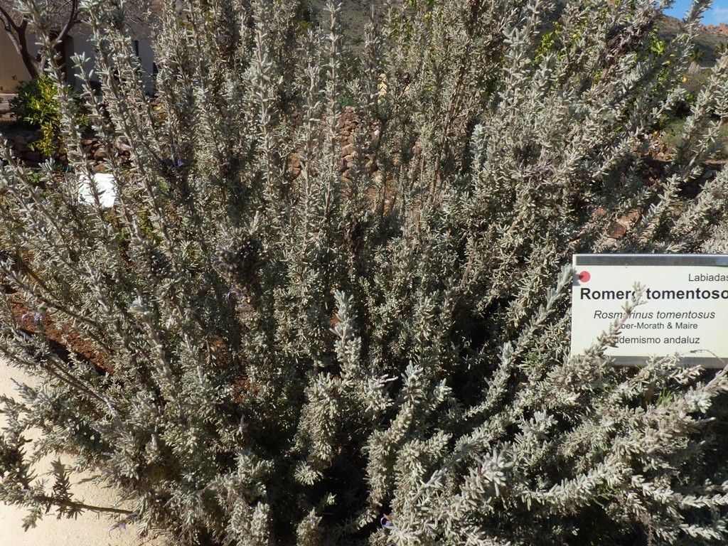 Rosmarinus tomentosus habit