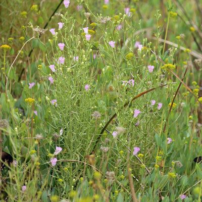 Agalinis calycina habit